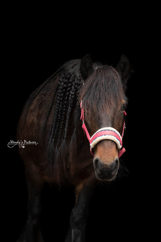black foto's paarden